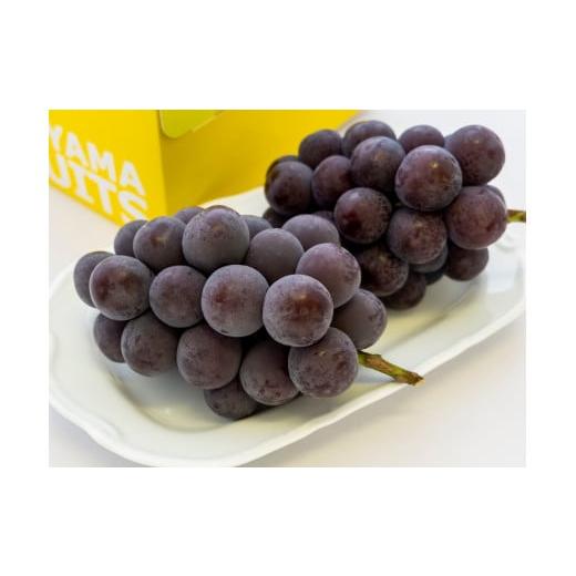 ふるさと納税 果物類 ぶどう 岡山県 和気町 UU-13 令和8年発送 ご家庭用岡山県産ニューピオーネ