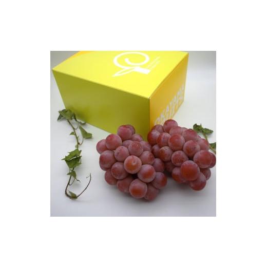 ふるさと納税 果物類 ぶどう 岡山県 和気町 UU-12 令和8年発送 ご家庭用岡山県産クインニーナ