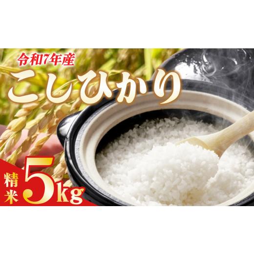 ふるさと納税 米 コシヒカリ 茨城県 つくば市 令和7年産 よこたファームのコシヒカリ(精米) 5kg 米 ライス 白米 精米 こしひかり 5kg 茨城県産 減農薬 減農 …