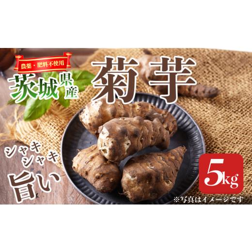 ふるさと納税 人参・大根・他根菜 茨城県 つくば市 先行予約 2026年1月発送開始 農薬・肥料不使用 自然栽培の菊芋 5kg 菊芋 ブタイモ カライモ 芋 農薬不使用…