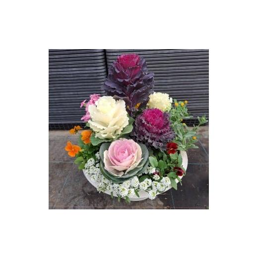 ふるさと納税 花・苗木 兵庫県 上郡町 ハボタンの寄せ植え | 兵庫県 上郡町 ハボタン 花苗 花 ガーデニング 鉢花 葉牡丹