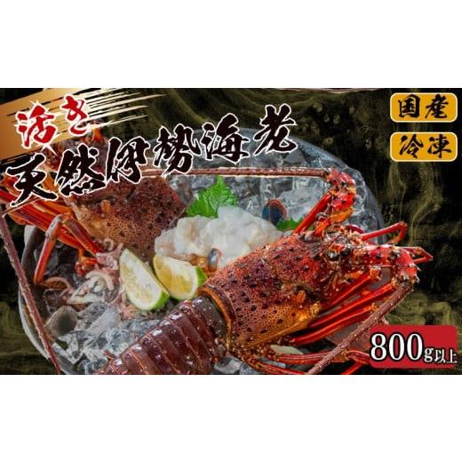 ふるさと納税 カニ 高知県 須崎市 活き 伊勢海老 600g ~ 1.6kg 以上 ( 1尾 から 4尾 ) 吉岡 ( サイズ混合 えび エビ いせえび 高級 鮮魚 イセエビ 海鮮 魚介…