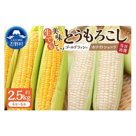 ふるさと納税 とうもろこし 山梨県 忍野村 2026年先行予約 富士北麓忍野村の気候、水、自然で作られた朝採りトウモロコシ[ゴールドラッシュ・ホワイトショコ…