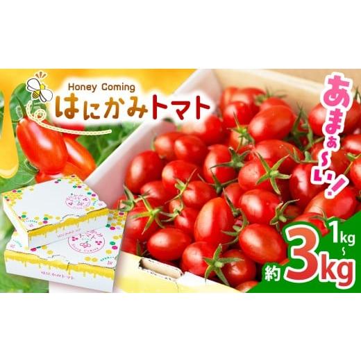 ふるさと納税 トマト ミニトマト 栃木県 真岡市 太陽の恵みをたっぷり浴びた はにかみトマト 約3kg | 野菜 トマト フルーツ トマト ミニトマト 特産品 栃木県…