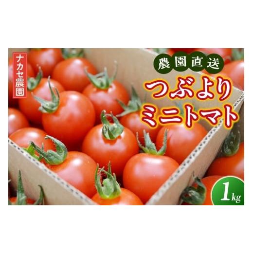 ふるさと納税 トマト ミニトマト 愛知県 東浦町 農園直送 つぶより ミニトマト 1kg入り│トマト プチトマト 甘い 野菜 産地直送 愛知県 東浦町