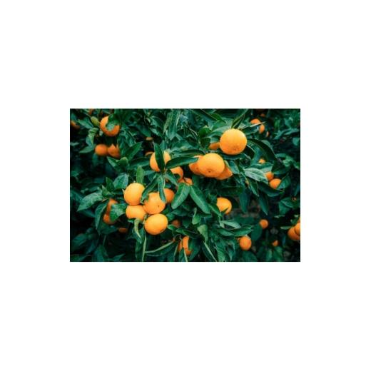 ふるさと納税 果物類 みかん 愛媛県 八幡浜市 訳あり 西宇和みかん小玉5kg(小玉3S〜Sサイズ込み) C21-46 1676895