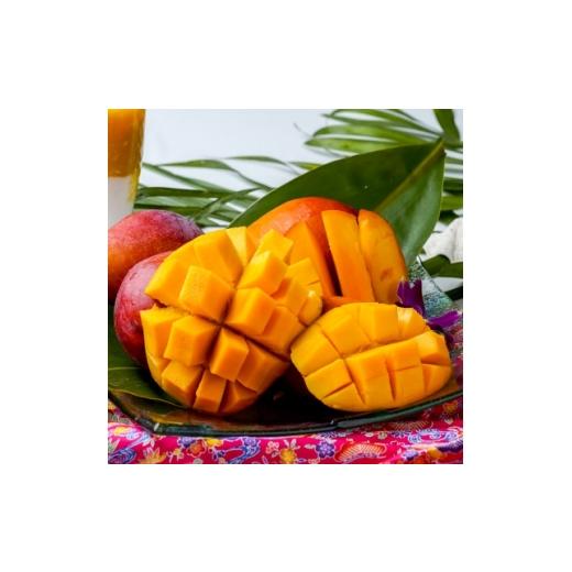 ふるさと納税 マンゴー 沖縄県 中城村 2026年6月下旬から順次発送・訳あり 護佐丸マンゴー800g(2〜3玉) 1681753