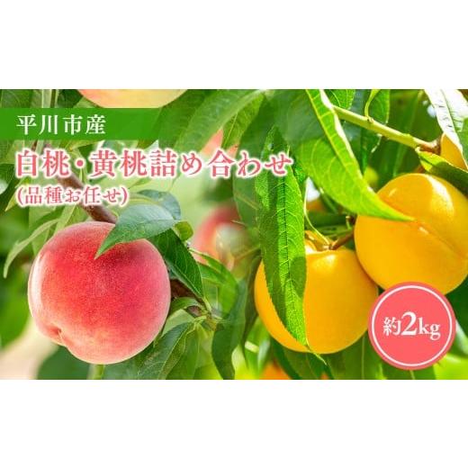 ふるさと納税 もも 青森県 平川市 2026年産 先行予約 平川市産桃 品種お任せ 詰め合わせ 約2kg(6-8玉) 今井農園 hi-