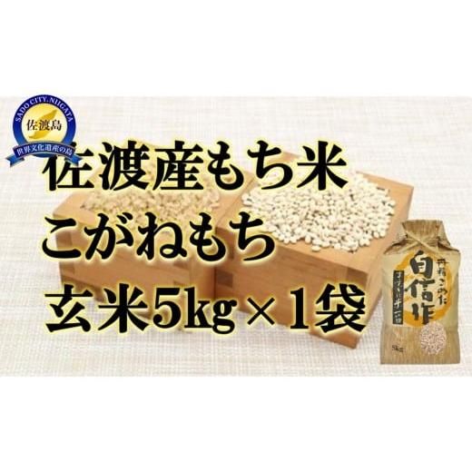 ふるさと納税 米・パン もち米 新潟県 佐渡市 令和7年産 佐渡産もち米 こがねもち 玄米5kg×1袋