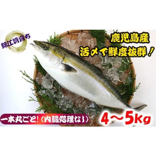 ふるさと納税 魚貝類 鹿児島県 垂水市 B2-8002/ 予約販売 12月中旬以降順次発送 鹿児島県産 ぶり まるごと1尾 4kg以上 (内臓処理なし)