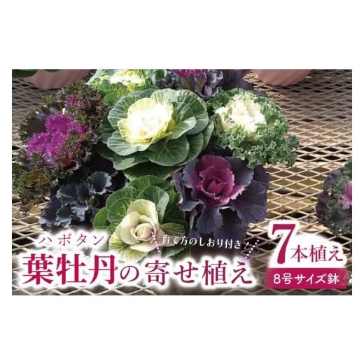 ふるさと納税 雑貨・日用品 花 茨城県 行方市 行方市の花農家「すみれ花園」セレクト 葉牡丹の寄せ植え|花 お花 季節の花 葉牡丹 寄せ植え ギフト 贈り物 プ…