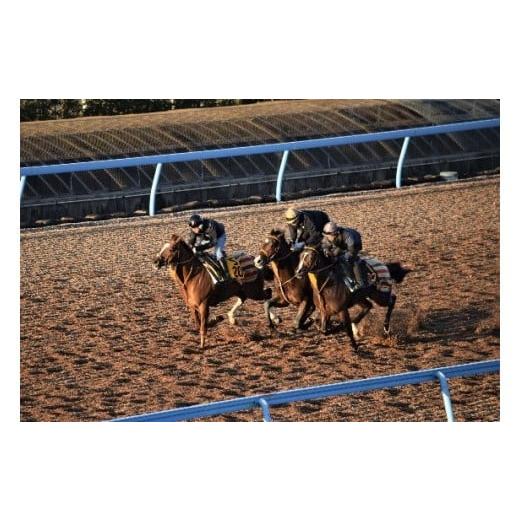 ふるさと納税 体験チケット 茨城県 美浦村 令和7年11月26日(水)美浦村体感 トレセン調教見学付き村内ツアーと特産品(お米5kg)