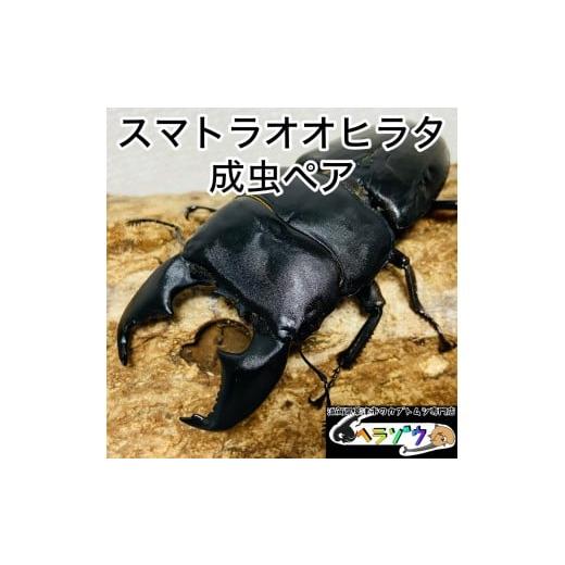 ふるさと納税 生き物 滋賀県 草津市 スマトラオオヒラタ 90mmUP 成虫 ペア