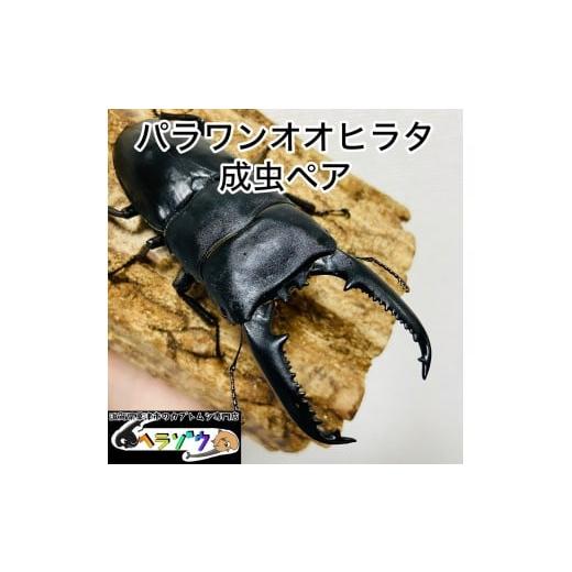 ふるさと納税 生き物 滋賀県 草津市 パラワンオオヒラタ 95mmUP 成虫 ペア