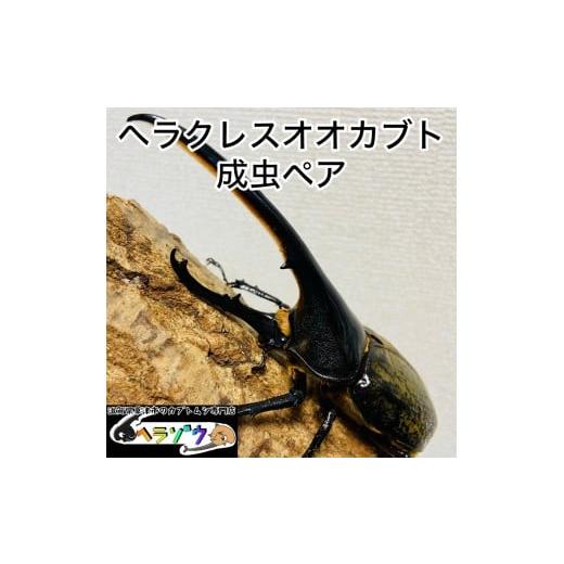 ふるさと納税 生き物 滋賀県 草津市 ヘラクレスオオカブト 130mmUP 成虫 ペア