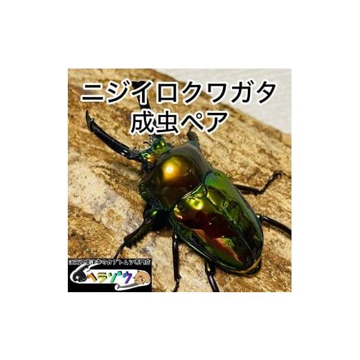 ふるさと納税 生き物 滋賀県 草津市 ニジイロクワガタ 50mmUP 成虫 ペア