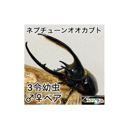 ふるさと納税 生き物 滋賀県 草津市 ネプチューンオオカブト 幼虫 ペア