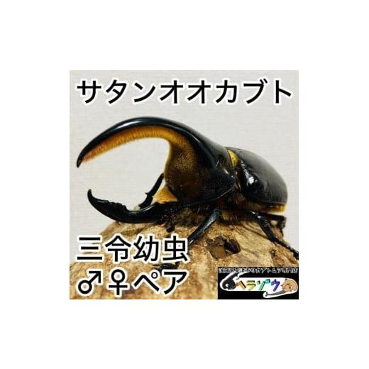 ふるさと納税 生き物 滋賀県 草津市 サタンオオカブト 幼虫 ペア