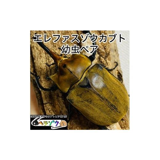 ふるさと納税 生き物 滋賀県 草津市 エレファスゾウカブト 幼虫 ペア