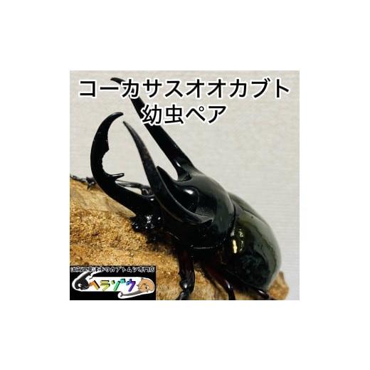 ふるさと納税 生き物 滋賀県 草津市 コーカサスオオカブト 幼虫 ペア