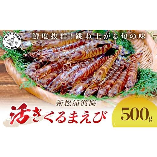 ふるさと納税 エビ 車エビ 長崎県 松浦市 ＼お歳暮熨斗対応/ 宅配BOX不可 新松浦漁協 活きくるまえび500g( ふるさと納税 車海老 クルマエビ 車エビ 車えび …