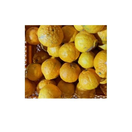 ふるさと納税 みかん・柑橘類 愛媛県 八幡浜市 訳あり 不知火(しらぬい)5kg C21-52 1677016