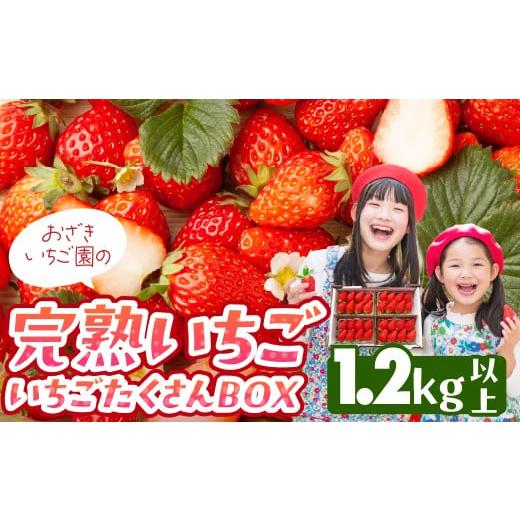 ふるさと納税 いちご 愛知県 田原市 完熟いちご 1.2kg以上 いちごたくさんBOX いちご イチゴ 苺 章姫 大粒 ストロベリー ベリー ジャム いちごジャム イチゴジ…