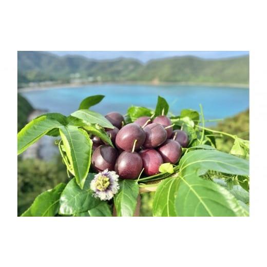 ふるさと納税 果物類 鹿児島県 瀬戸内町 2026年発送 [皇室献上品のパッションフルーツ]奄美大島瀬戸内町産 大玉12個入り/約1kg/希少な南国フルーツ/農…