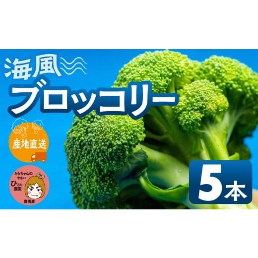 ふるさと納税 野菜類 愛知県 豊橋市 先行予約 ブロッコリー 5本 豊橋 国産 ミネラルたっぷり 海風そだち 潮風 家族で 大容量 豊橋 ともちゃんのやさい 直売所…