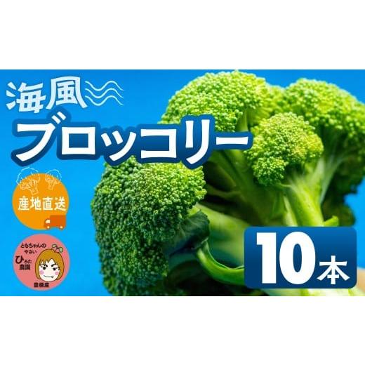 ふるさと納税 野菜類 愛知県 豊橋市 先行予約 ブロッコリー 10本 豊橋 国産 ミネラルたっぷり 海風そだち 潮風 家族で 大容量 豊橋 ともちゃんのやさい 直売…