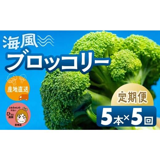 ふるさと納税 野菜類 愛知県 豊橋市 先行予約 ブロッコリー 5本 ×5回お届け 豊橋 国産 ミネラルたっぷり 海風そだち 潮風 家族で 大容量 豊橋 ともちゃんの…