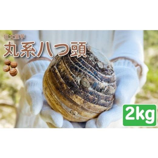 ふるさと納税 人参・大根・他根菜 埼玉県 羽生市 里芋 丸系八つ頭 2kg 2~3個 数量限定 期間限定 野菜 芋 さといも 八つ頭 埼玉県 限定 羽生市産 2kg (2〜3個)