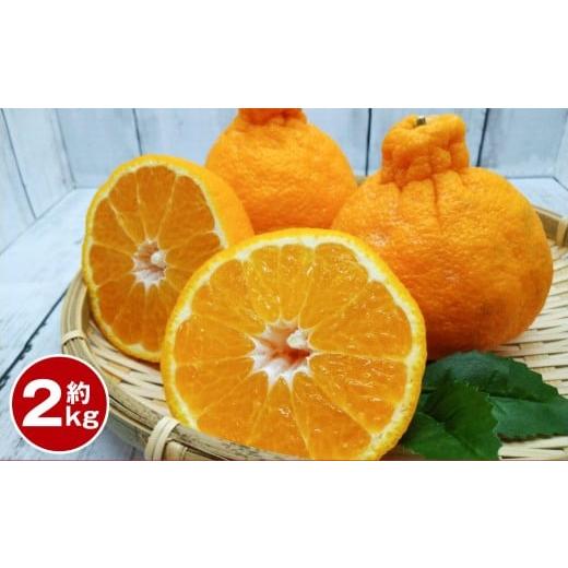 ふるさと納税 みかん・柑橘類 デコポン 熊本県 熊本市 デコポン 約2kg 2026年1月下旬〜2月下旬迄順次発送予定 みかん ミカン 蜜柑 くだもの 果物 柑橘 フルー…