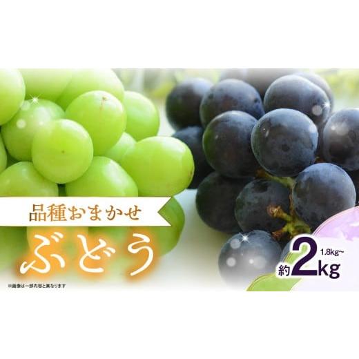 ふるさと納税 果物類 ぶどう 福岡県 八女市 品種おまかせ ぶどう(1.8〜2kg) ぶどう シャインマスカット 巨峰 フルーツ おまかせ 旬 福岡県 八女市