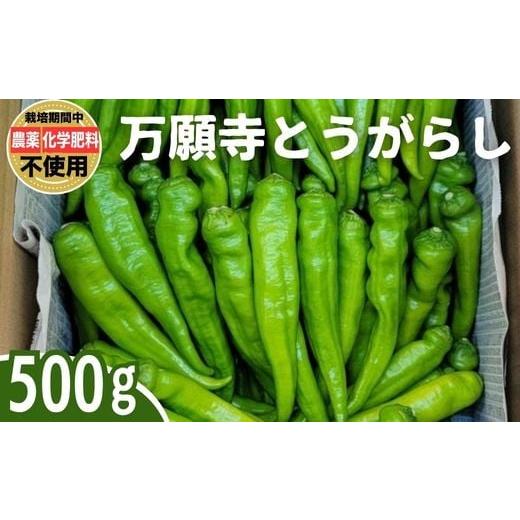 ふるさと納税 野菜類 広島県 竹原市 万願寺とうがらし 500g| とうがらし 唐辛子 生とうがらし 甘とう 栽培期間農薬不使用 化学肥料不使用 除草剤不使用 有機…