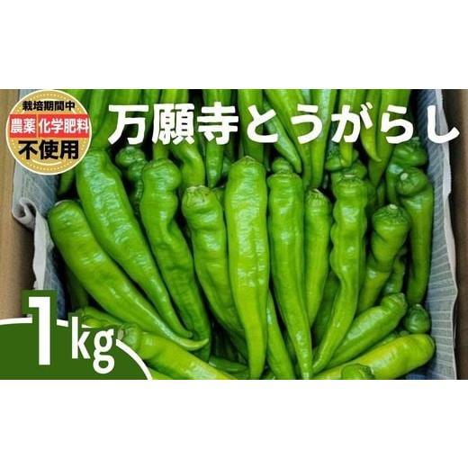 ふるさと納税 野菜類 広島県 竹原市 万願寺とうがらし 1kg| とうがらし 唐辛子 生とうがらし 甘とう 栽培期間農薬不使用 化学肥料不使用 除草剤不使用 有機肥…
