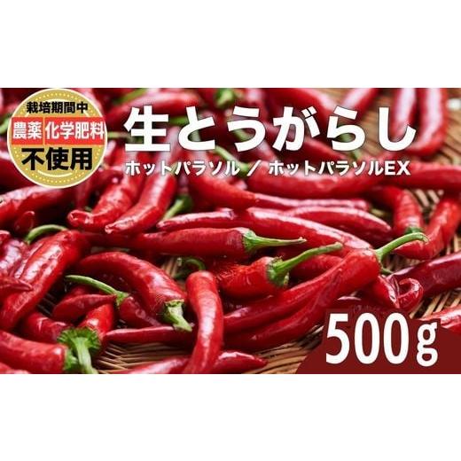 ふるさと納税 野菜類 広島県 竹原市 生とうがらし 唐辛子 ホットパラソル 500g 栽培期間農薬不使用 化学肥料不使用 除草剤不使用 有機肥料使用 竹原産 グッド…