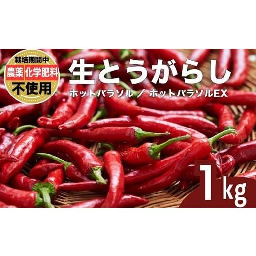 ふるさと納税 野菜類 広島県 竹原市 生とうがらし 唐辛子 ホットパラソル 1kg 栽培期間農薬不使用 化学肥料不使用 除草剤不使用 有機肥料使用 竹原産 グッドソ…