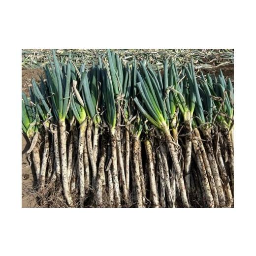 ふるさと納税 野菜類 ねぎ 長野県 伊那市 伊那市田原産 土付きネギ 約3kg|ネギ 野菜 収穫 土付き 鮮度 美味しい 料理 お得 伊那 伊那産 長野県 ふるさと納…