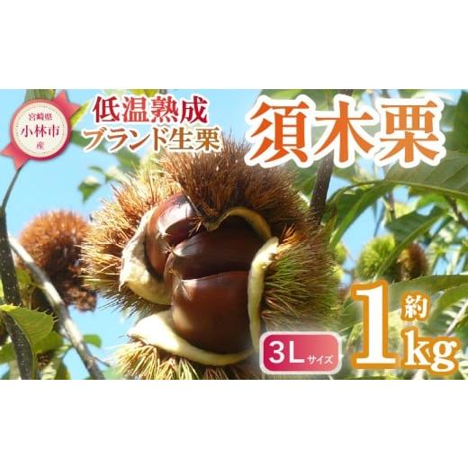 ふるさと納税 果物類 栗 宮崎県 小林市 低温熟成 ブランド栗「須木栗」3Lサイズ 1kg程度(生栗 マロン 栗 熟成 果物 フルーツ 限定 秋 旬)