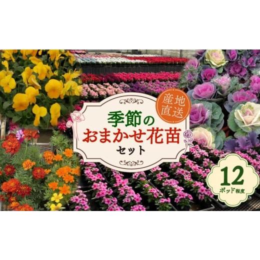 ふるさと納税 雑貨・日用品 苗木 千葉県 旭市 花 季節のお任せ 花苗セット 12ポット 程度 植物 苗 セット お花 フラワー ガーデニング 園芸 花壇 寄せ植え 初…
