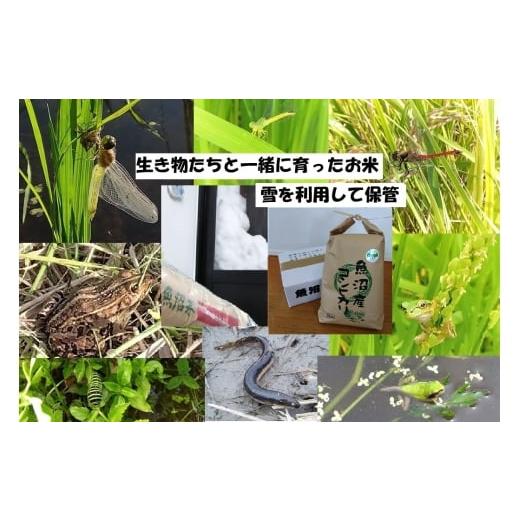 ふるさと納税 米 コシヒカリ 新潟県 魚沼市   魚沼ブランド 精米5kg 農薬化学肥料栽培期間中不使用・生態系保全・再生可能エネルギー・エコファー…