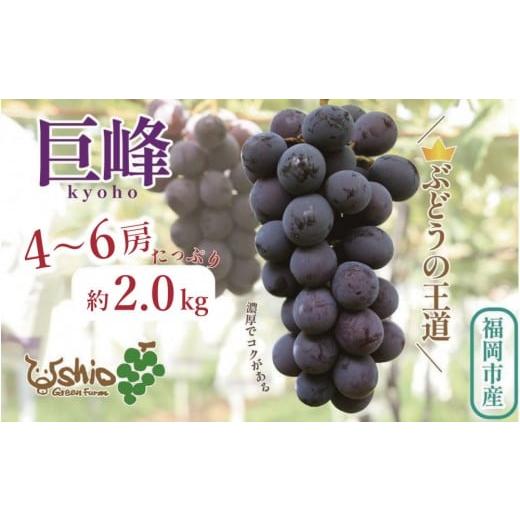 ふるさと納税 ぶどう 巨峰 福岡県 福岡市 2026年8月以降順次発送 福岡市産巨峰2000g 5房前後 北海道・沖縄・離島発送不可
