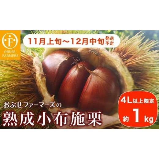 ふるさと納税 果物類 栗 長野県 小布施町 熟成小布施栗 4L以上限定 約1kg [おぶせファーマーズ] 果物 フルーツ 生栗 くり 長野県産 信州産 令和7年産 2025年…
