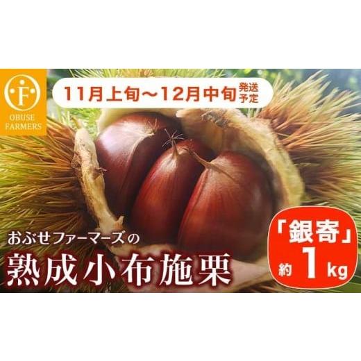 ふるさと納税 果物類 栗 長野県 小布施町 熟成小布施栗「銀寄」 約1kg [おぶせファーマーズ] 果物 フルーツ 生栗 くり 銀寄 長野県産 信州産 令和7年産 2025…