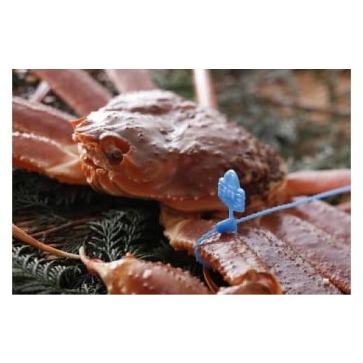 ふるさと納税 カニ 松葉ガニ 兵庫県 豊岡市 訳あり タグつき 活松葉ガニ700g前後 活松葉ガニ 約700g