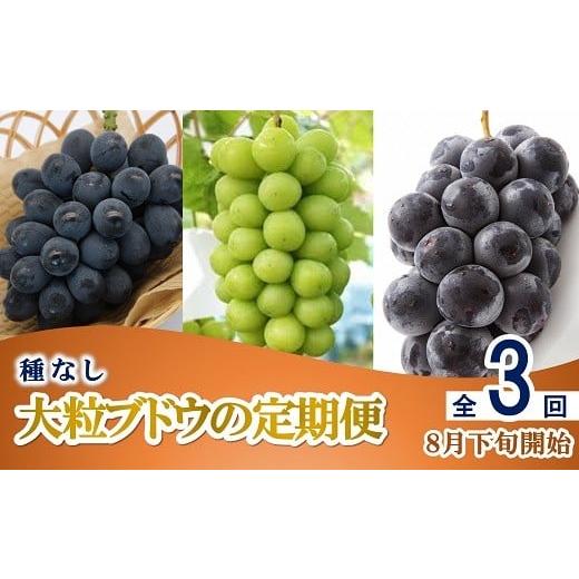 ふるさと納税 果物類 ぶどう 山形県 南陽市 令和8年産先行予約 [定期便3回] 種無し大粒ブドウ 定期便 [令和8年8月中旬〜発送] 『南陽中央青果市場』 葡萄…