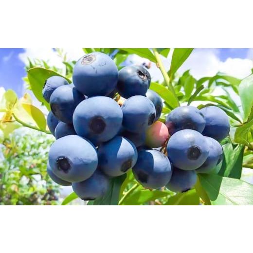 ふるさと納税 果物類 熊本県 菊陽町 国産 急速冷凍ブルーベリー 500g アグファーム株式会社