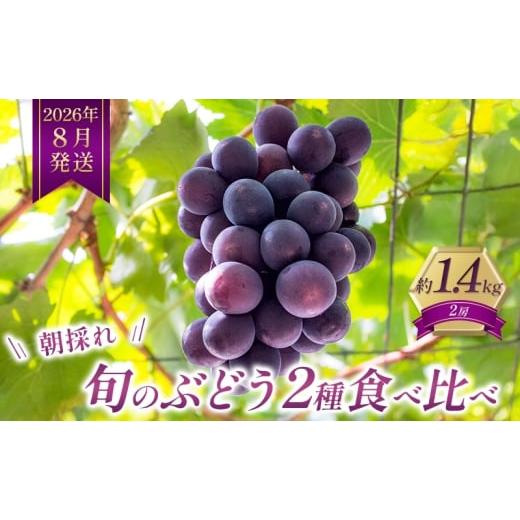 ふるさと納税 ぶどう 兵庫県 加西市 8月発送|朝採れ旬のぶどう 2種 食べ比べセット 約1.4kg(2房) セット 詰め合わせ 産地直送 フルーツ 兵庫県 加西市