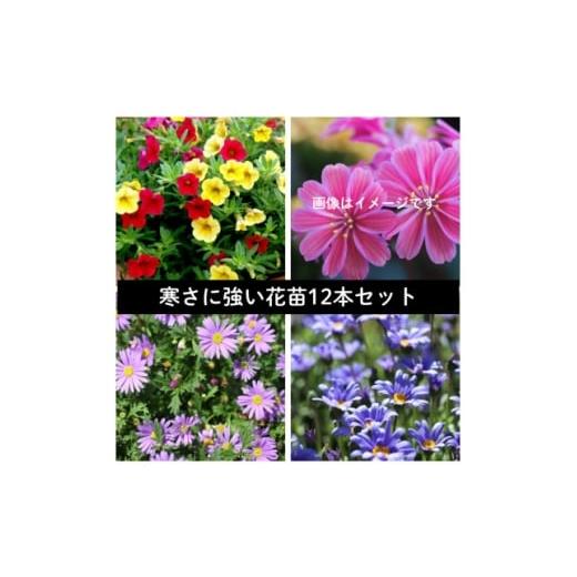 ふるさと納税 花・苗木 岡山県 美作市 早春を飾る花苗セット 4月発送 12ポット 1625243